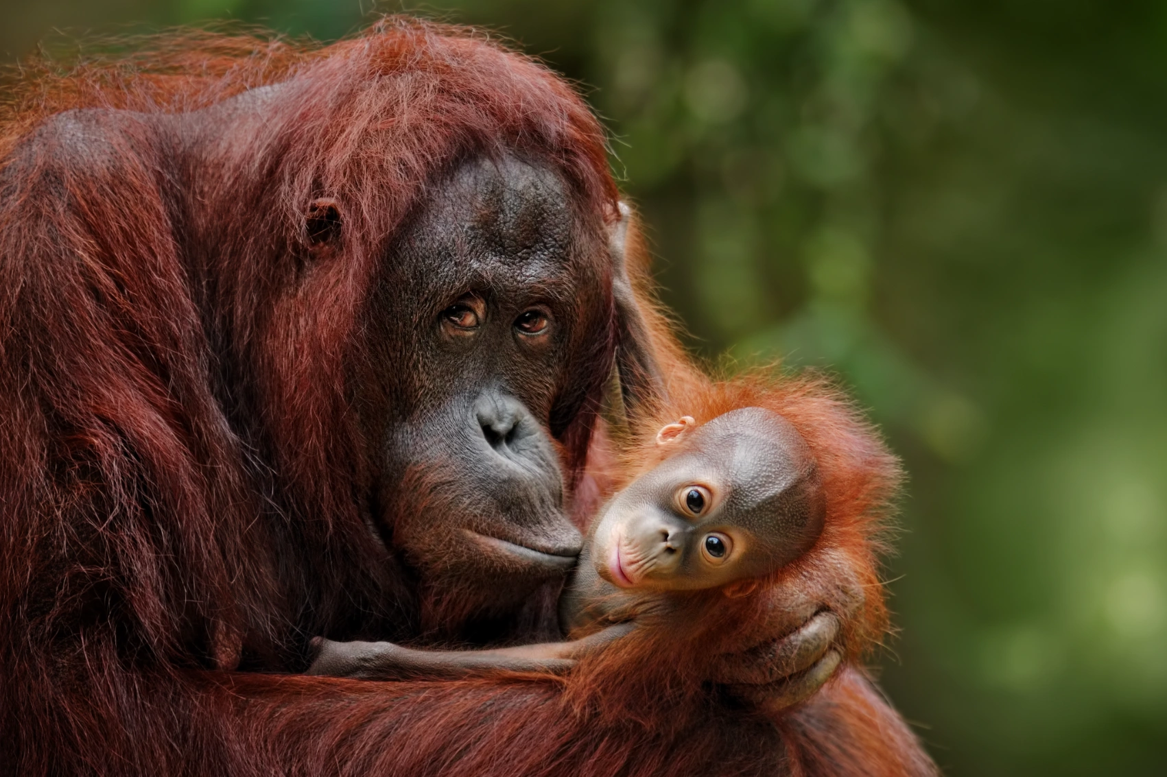 Orangutans in Borneo A mother orangutan holding her baby in Borneo