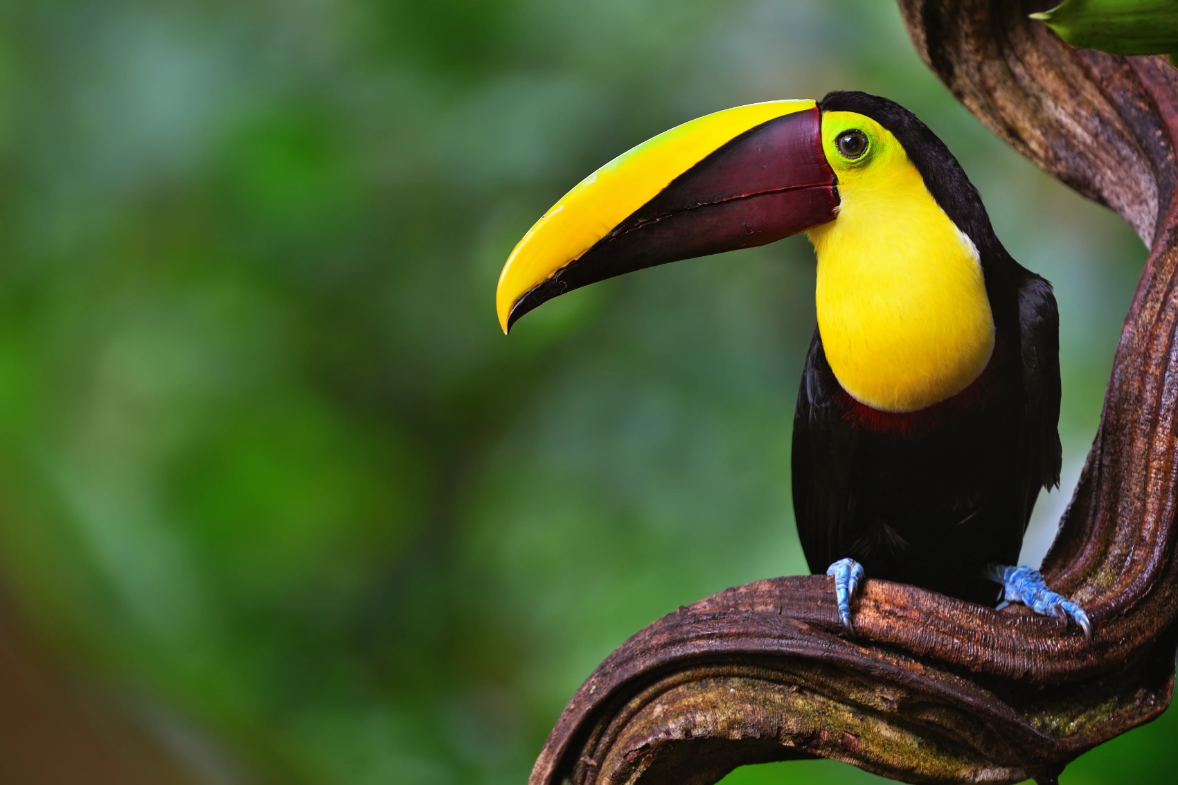 Toucan in Costa Rica A toucan sitting on a tree branch in Costa Rica