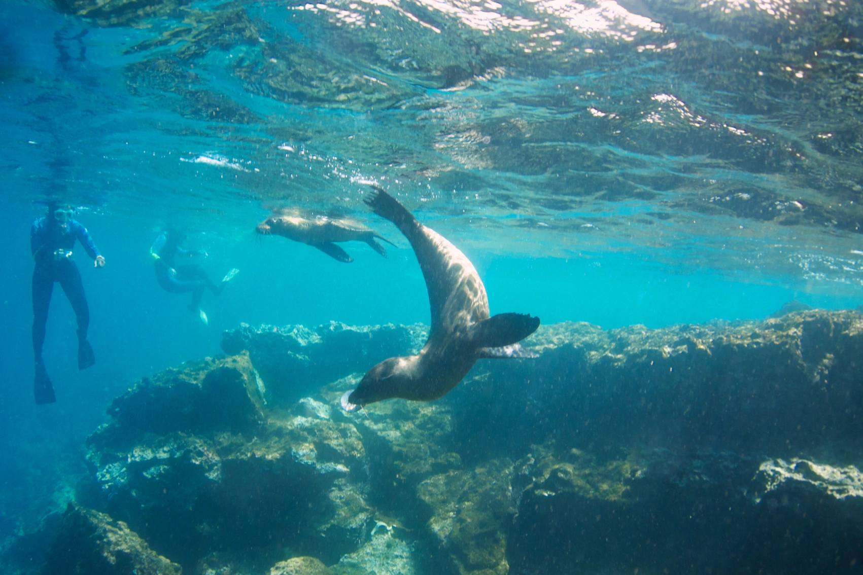Sea lion in the Galápagos Islands A sea lion swims with a snorkeller in the background in the Galápagos Islands