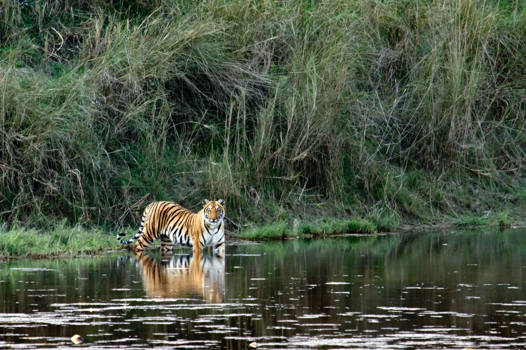 Tigers in Nepal A Bengal tiger standing in a river in Nepal