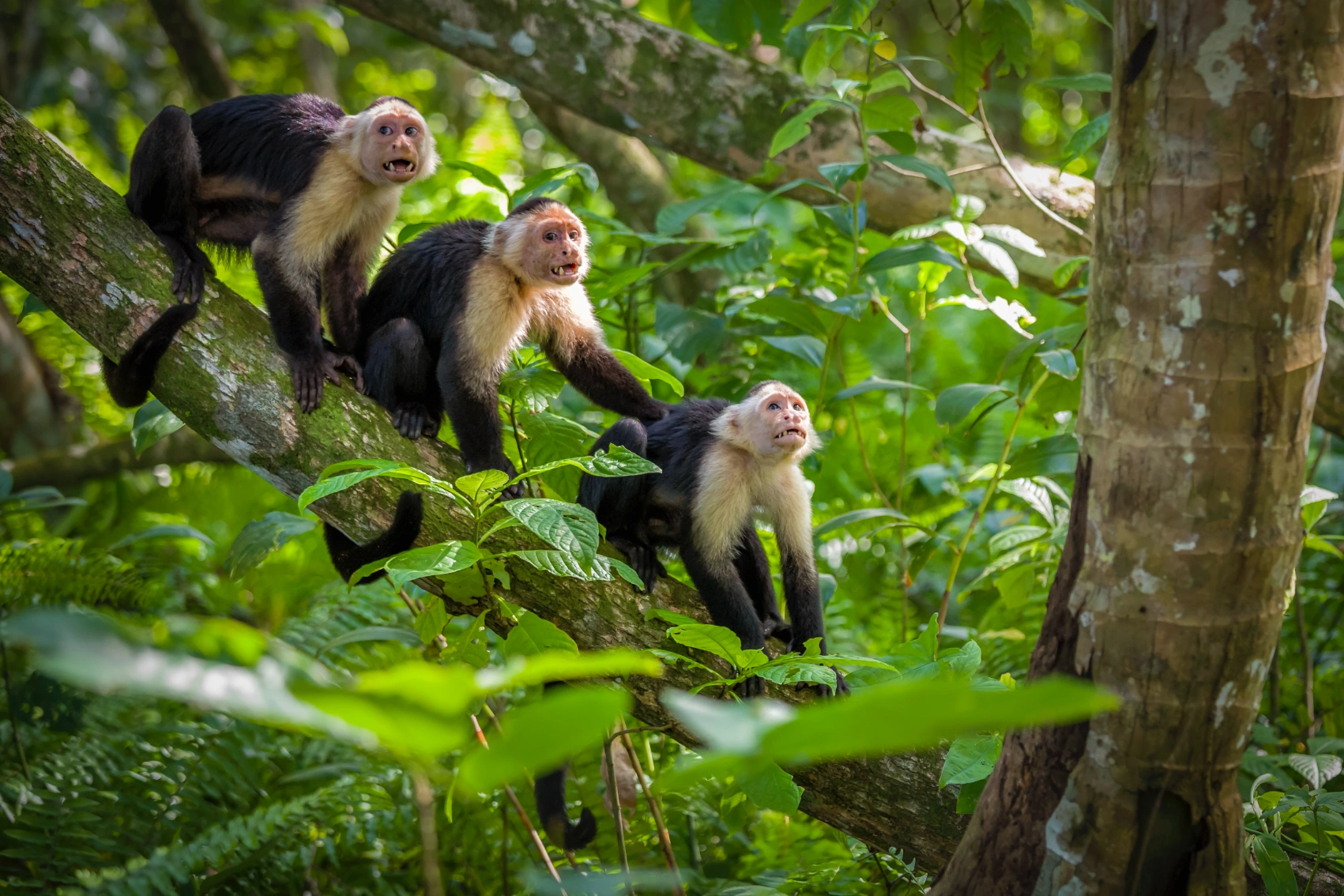 Costa Rica wildlife Three white-faced Capuchin monkeys in the treetops inCosta Rica