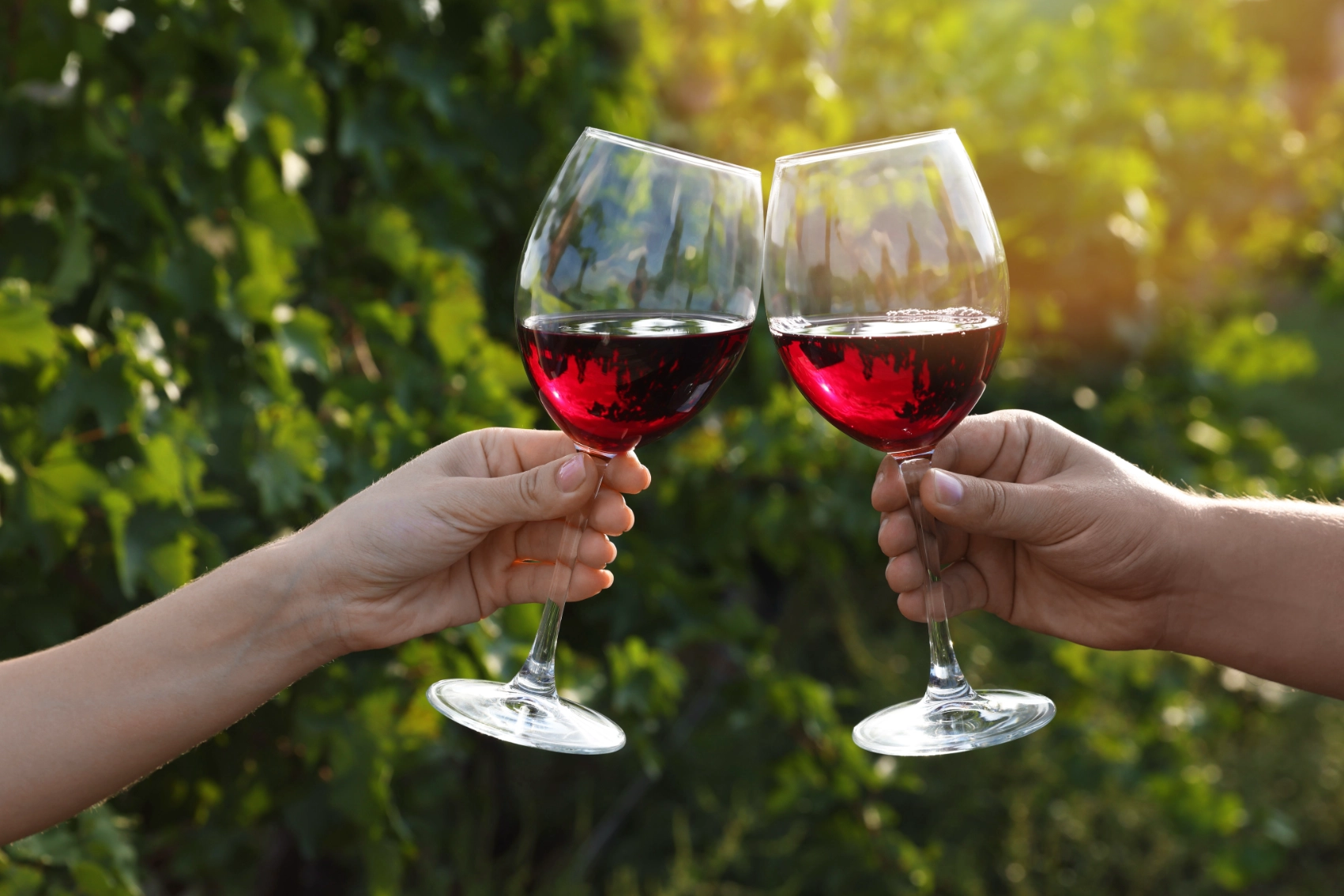 Bordeaux, France Two people clink glasses of red wine in a vineyard in Bordeaux, France