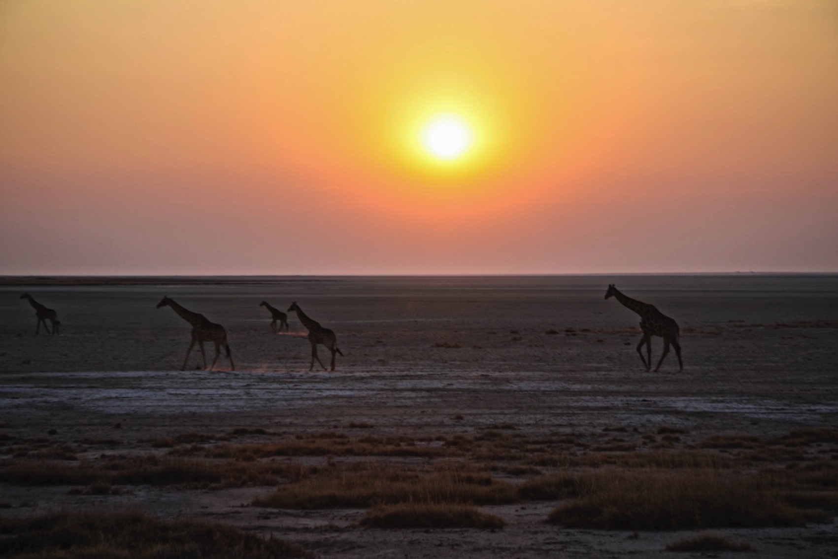 Giraffes on the savanna are illuminated by the setting sun in Etosha National Park, Namibia