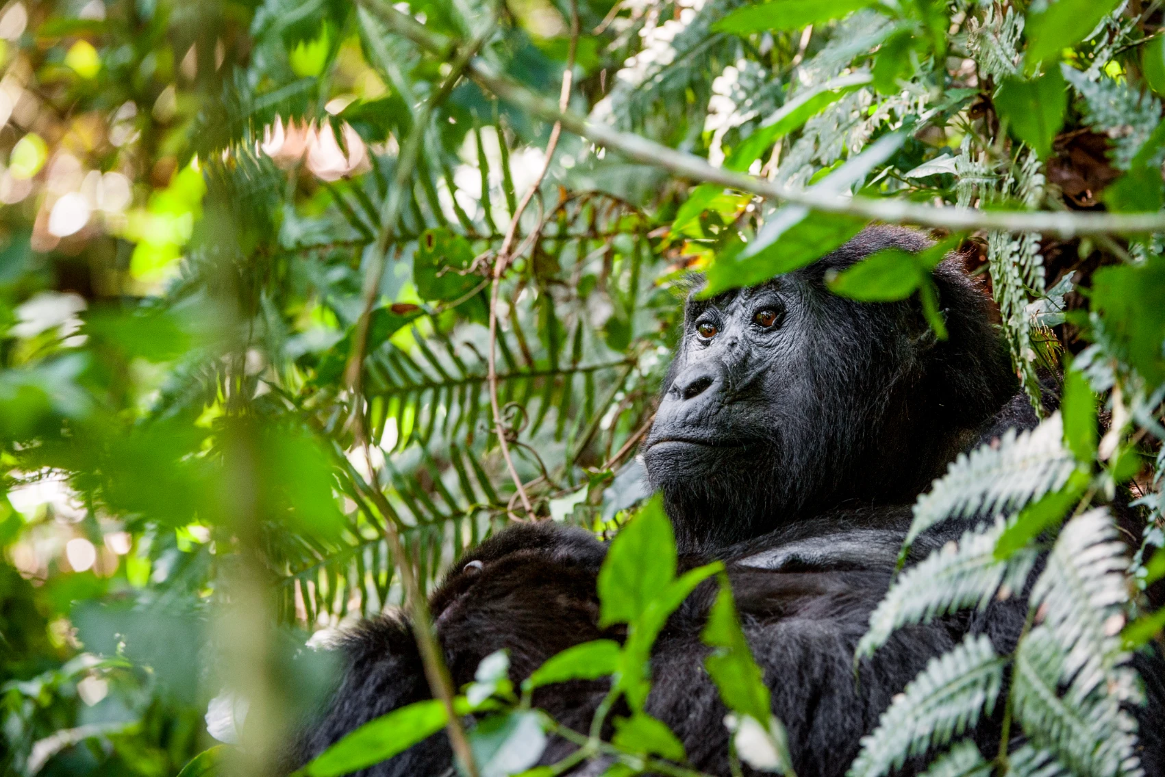 A gorilla is surrounded by jungle leaves in Uganda