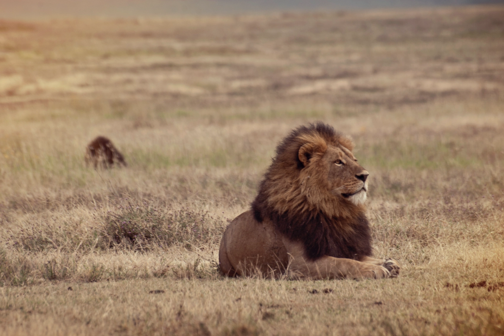 A male lion rests in the savanna in Tanzania