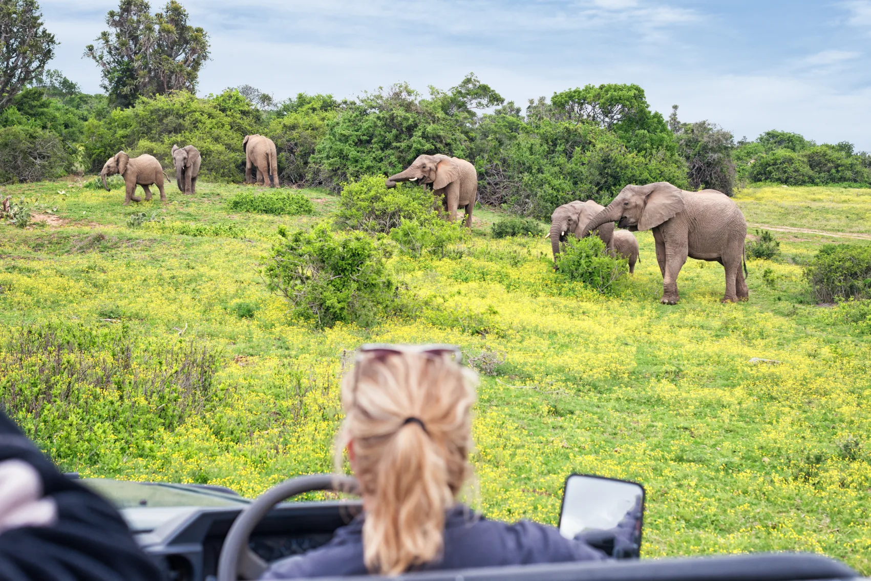 A woman traveller raises her camera to take a photo of elephants at Kruger National Park, South Africa