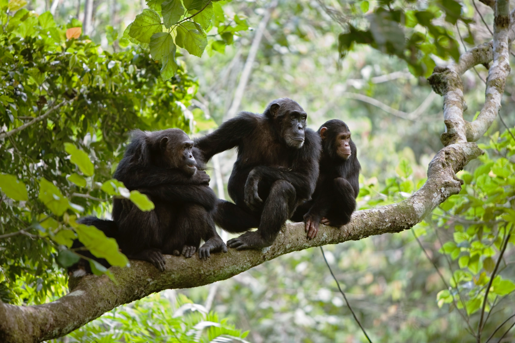 Chimpanzees in Tanzania Three chimpanzees sit on a tree limb in Tanzania