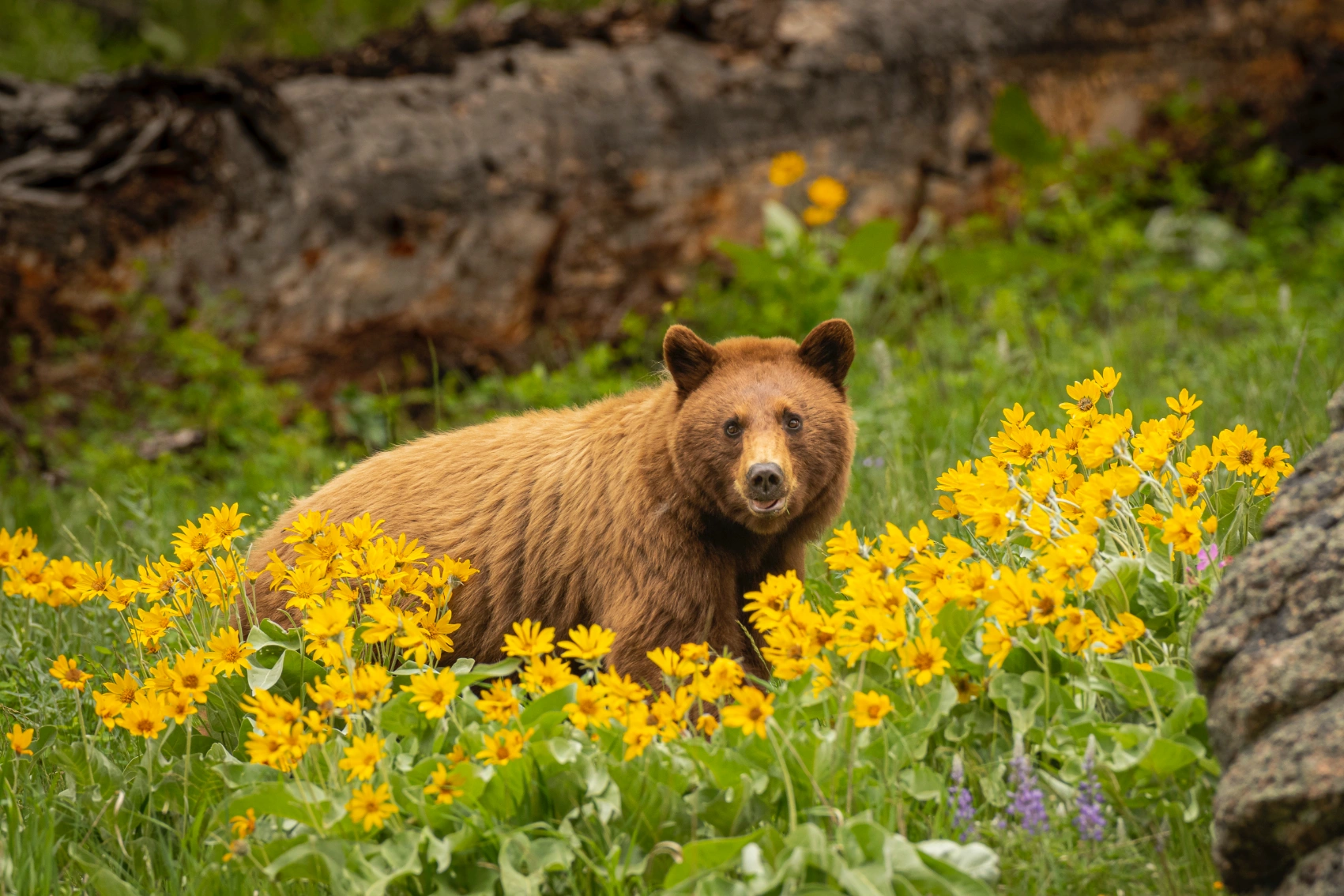 Bear in Yellowstone National Park A black bear looks up from a patch of wildflowers in Yellowstone National Park, United States
