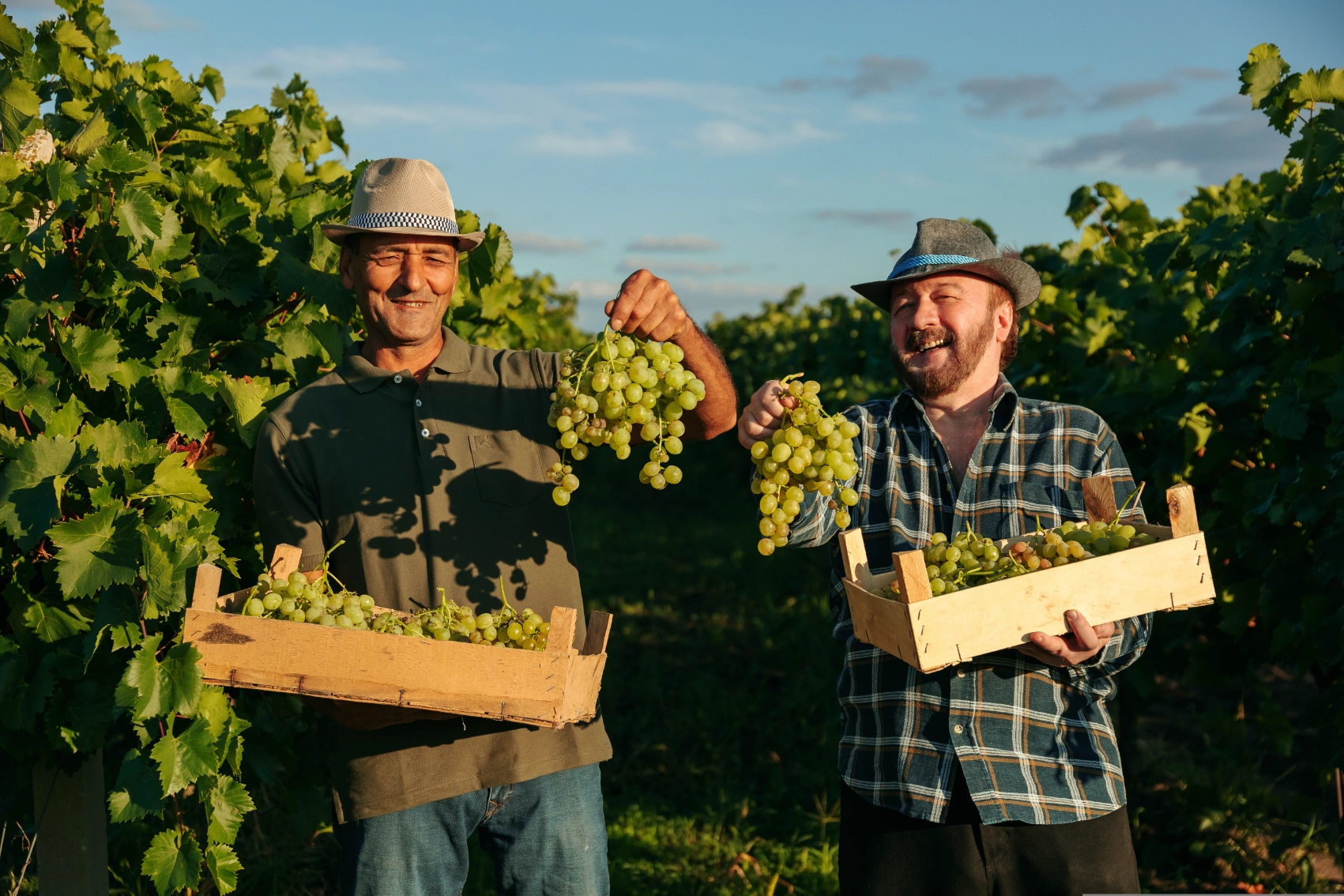 Two wine growers hold up bunches of grapes in a vineyard in Moldova
