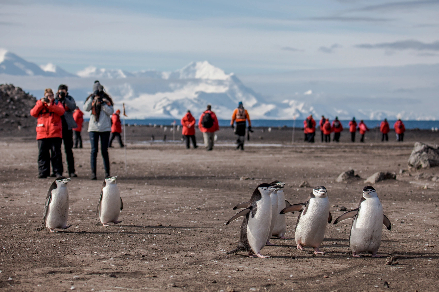 Penguins in Antarctica A group of travellers takes photos of penguins in Antarctica