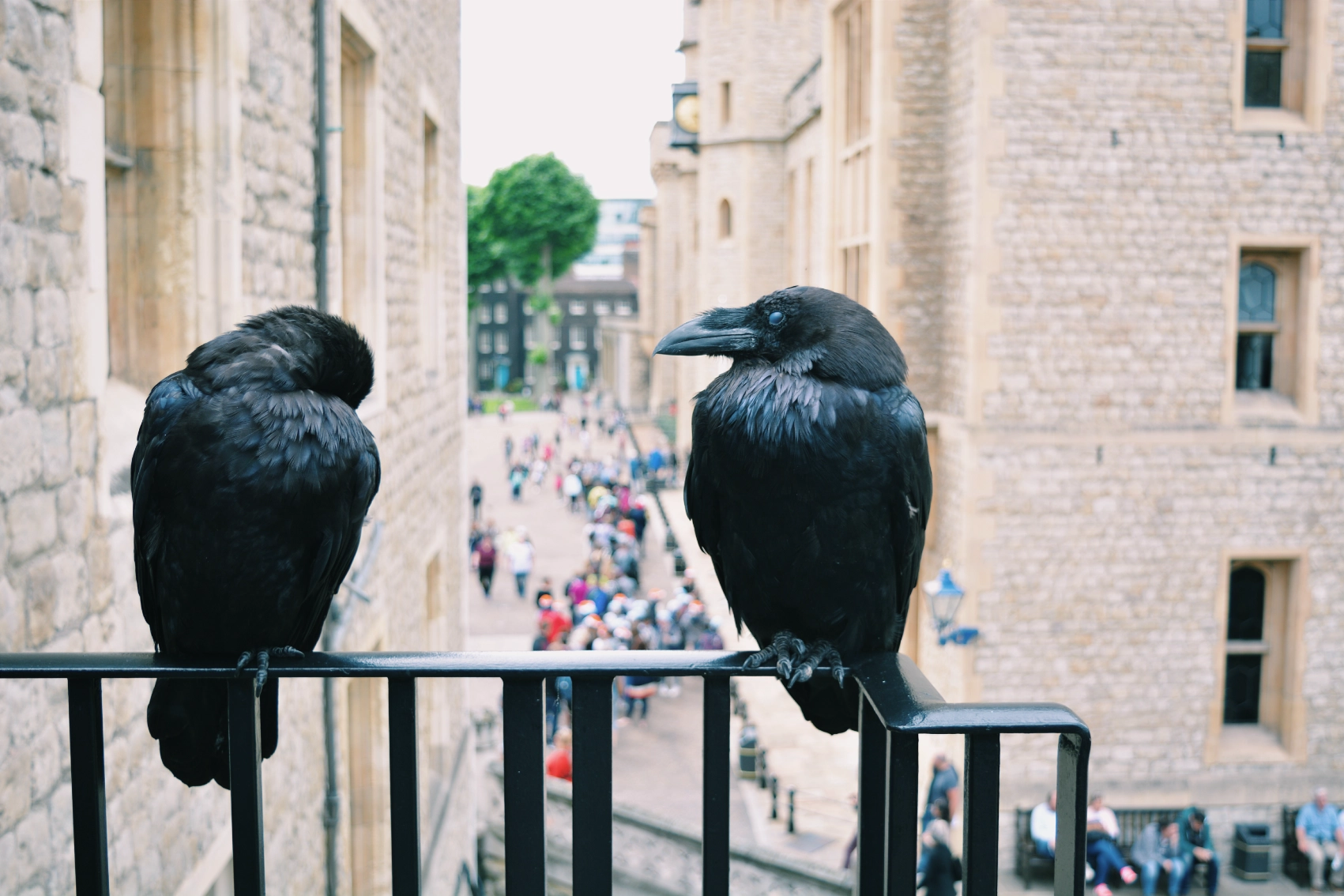 Tower of London, England Two ravens perched on a railing at the Tower of London