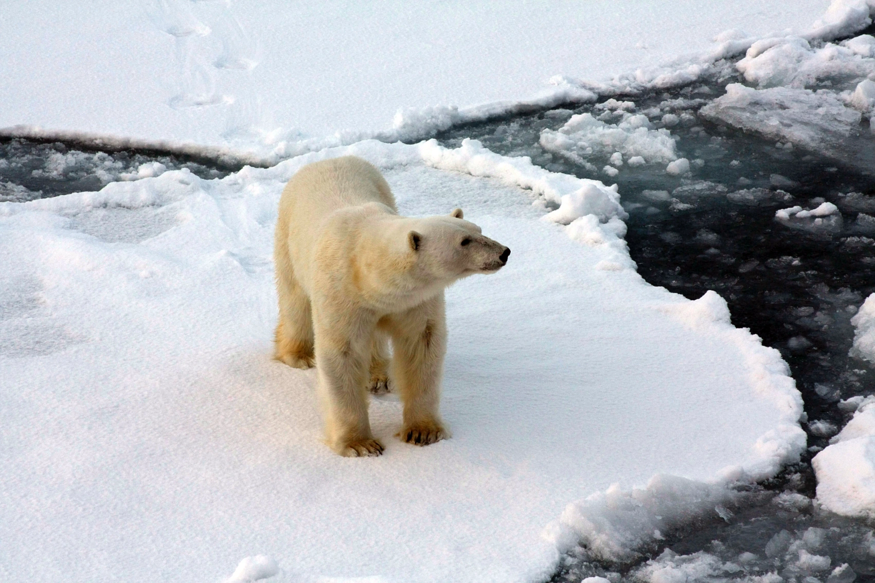 A polar bear stands on an ice sheet in Norway
