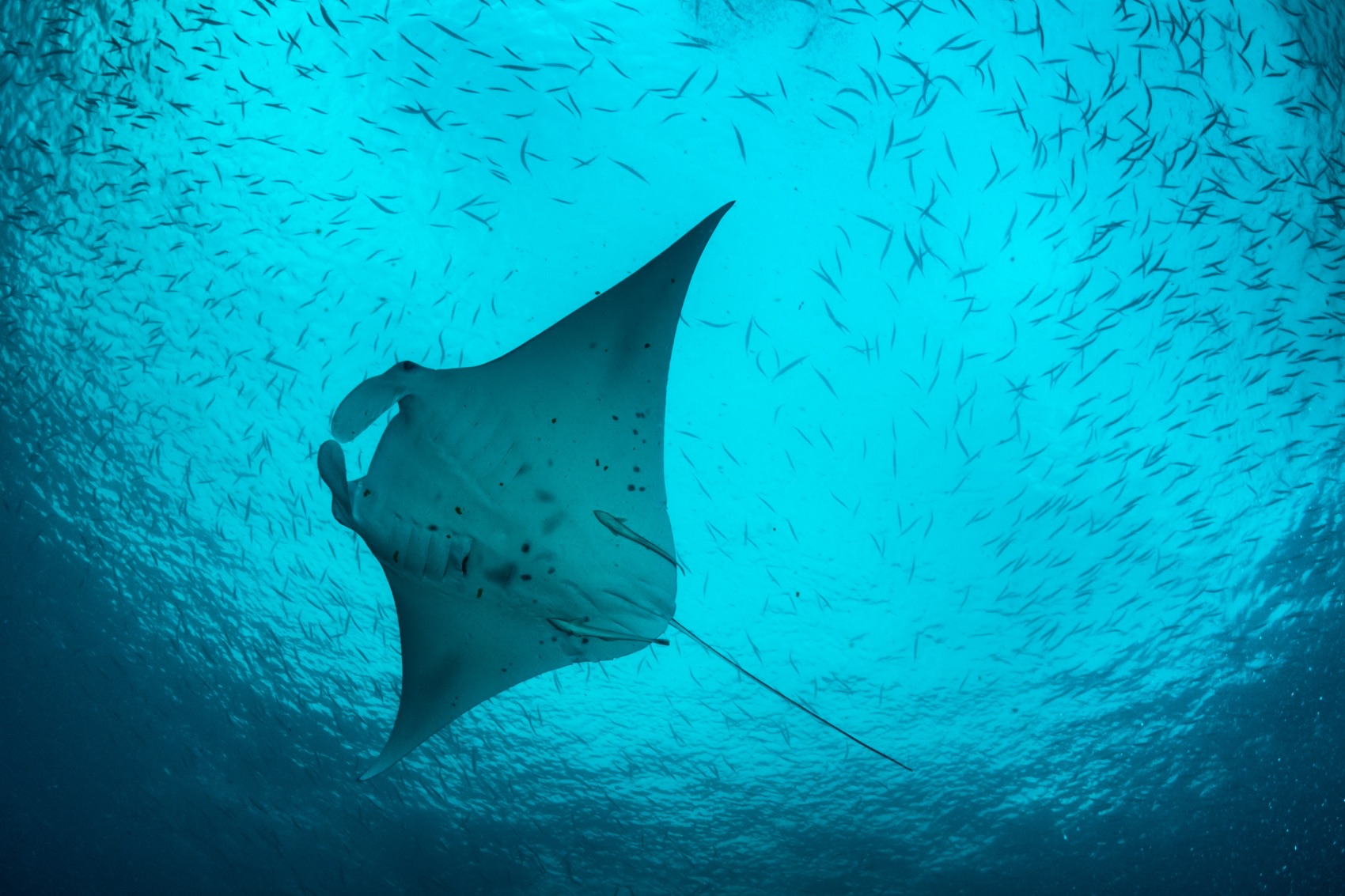 Manta ray swimming in the ocean in Palau