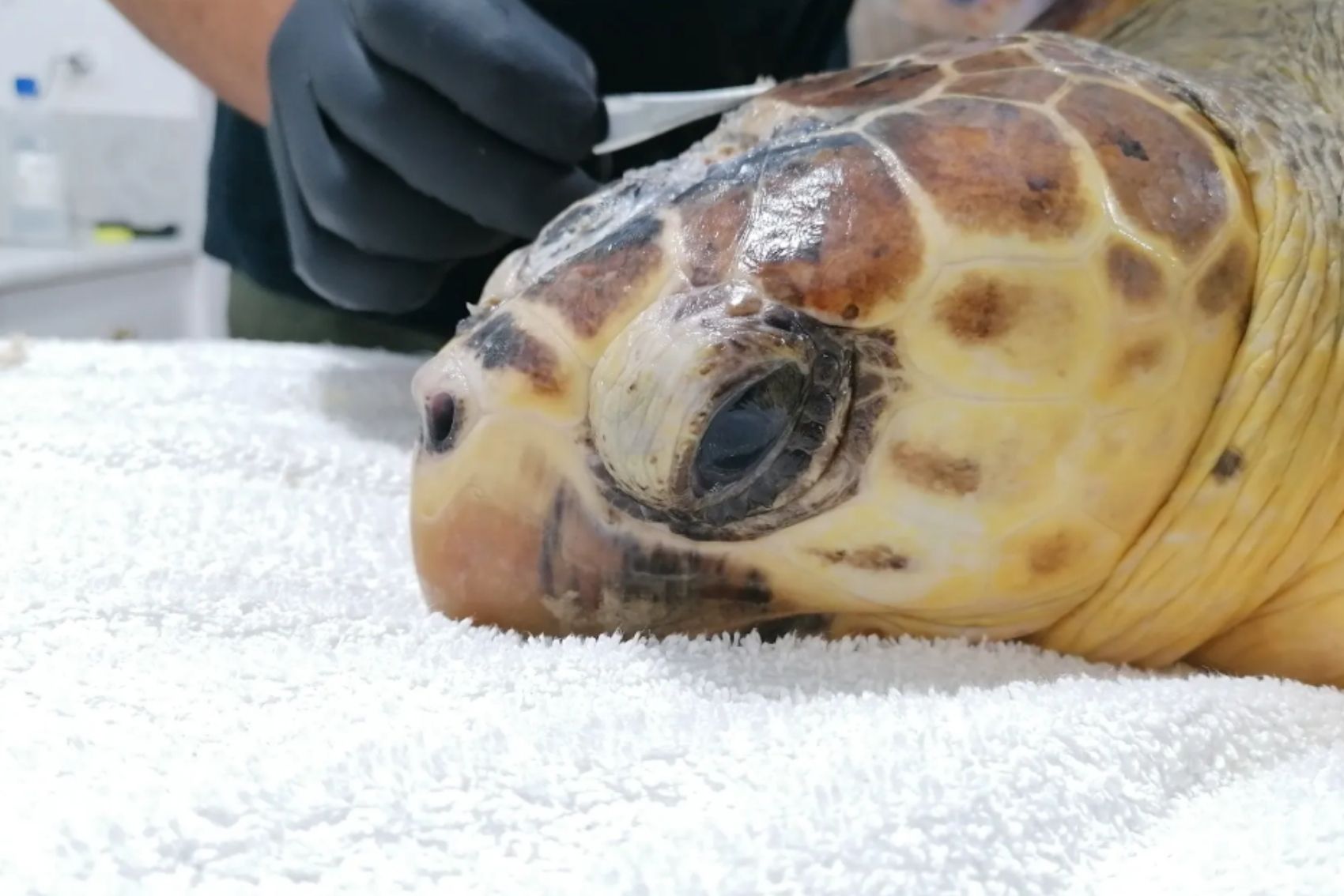 A loggerhead turtle being given some medicine by staff at Naxos Wildlife Protection