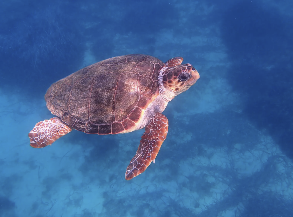 A loggerhead turtle swimming in the Mediterranean Sea off Naxos in Greece