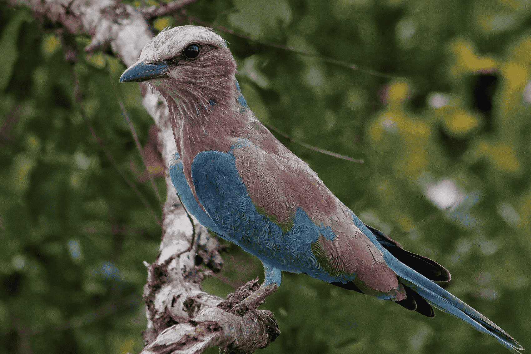 A brightly-coloured bird in a tree in Southern Africa