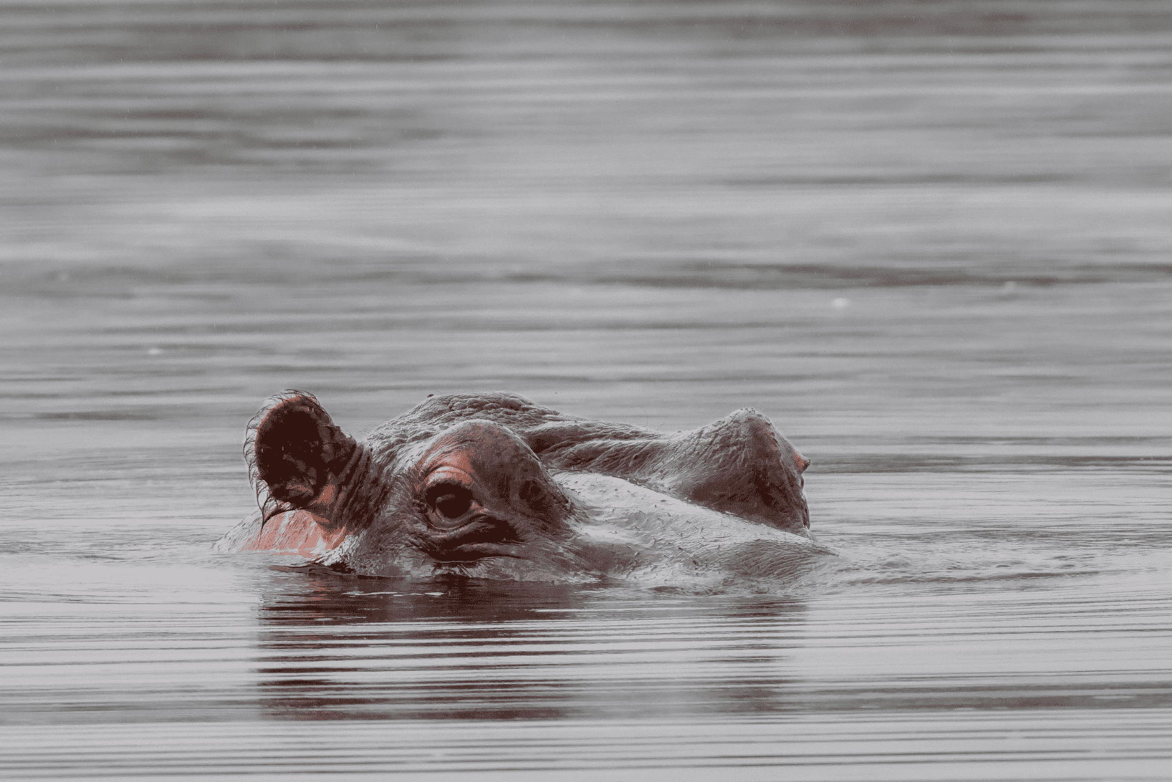 A hippo in a river in Southern Africa