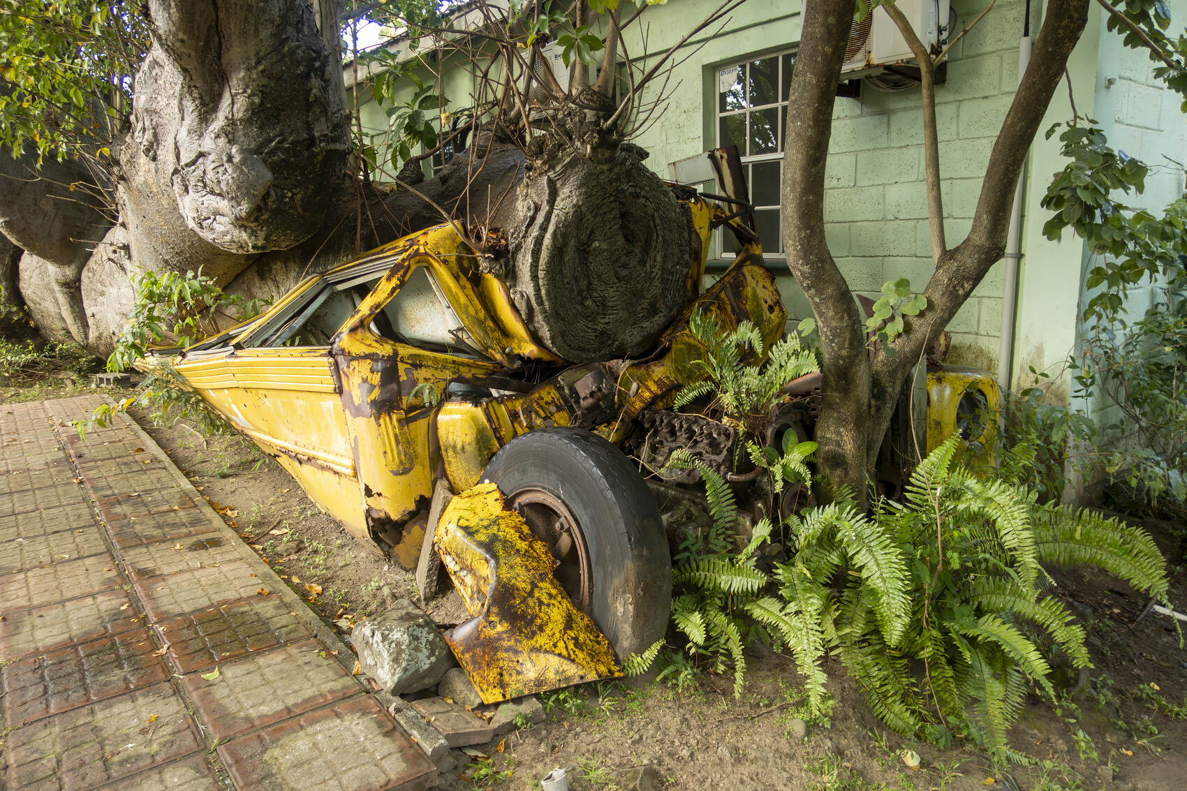 The school bus crushed by a baobab tree in a hurricane in the Dominica Botanic Gardens in the Caribbean