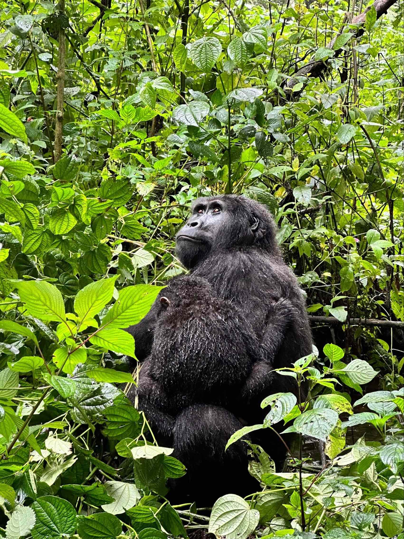 A gorilla in the rainforests of Bwindi Impenetrable National Park in Uganda