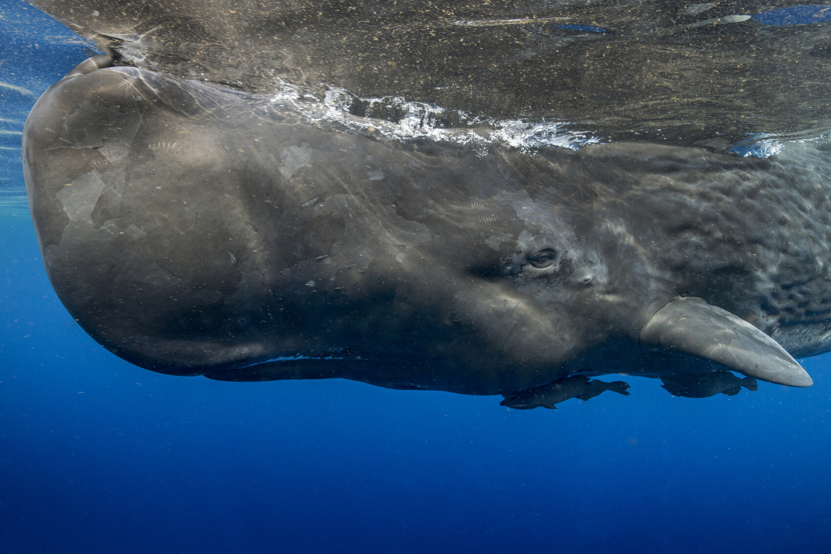 Un cachalote gigante nadando en las aguas de Dominica en el Caribe - crédito NaluPhoto