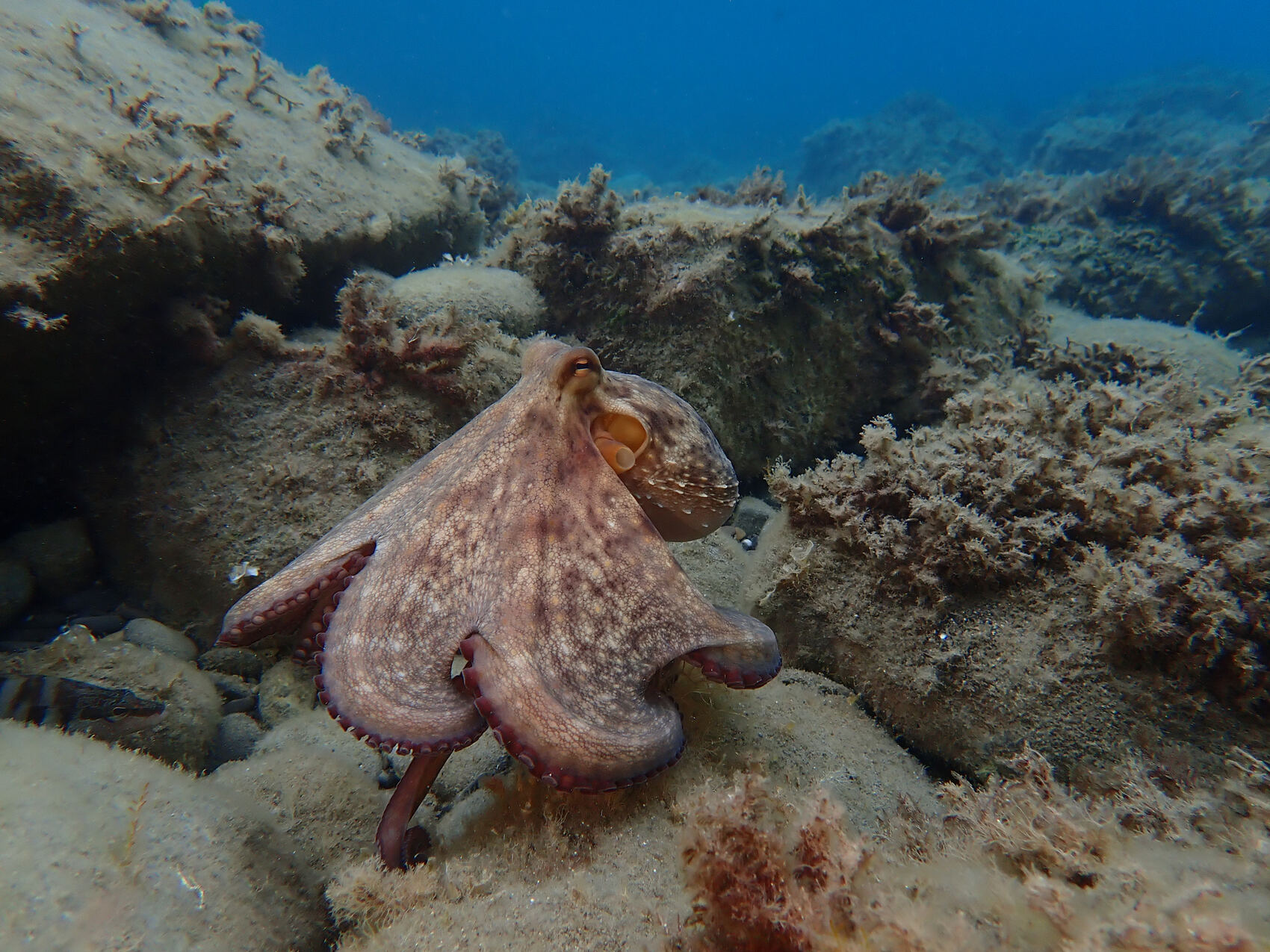 Un pulpo nadando en las aguas del mar Mediterráneo - crédito AlexeyMasliy
