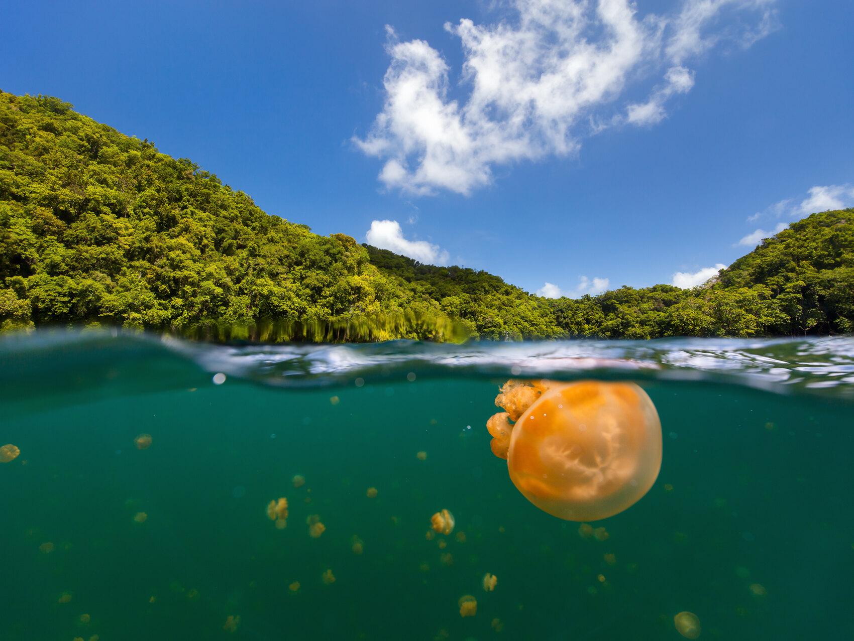 A golden jellyfish floating in Jellyfish Lake in Palau - credit shalamov