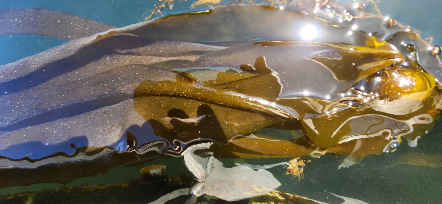 A strand of kelp in the Pacific Ocean in British Columbia, Canada