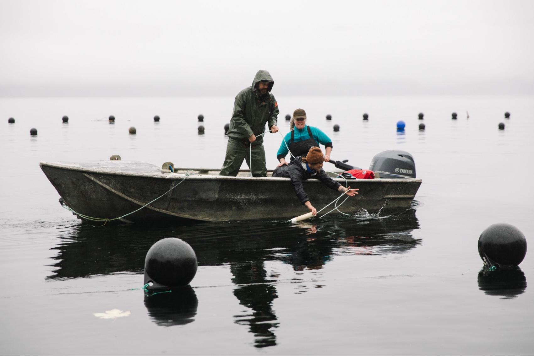 People on a boat pulling in kelp in British Columbia, Canada