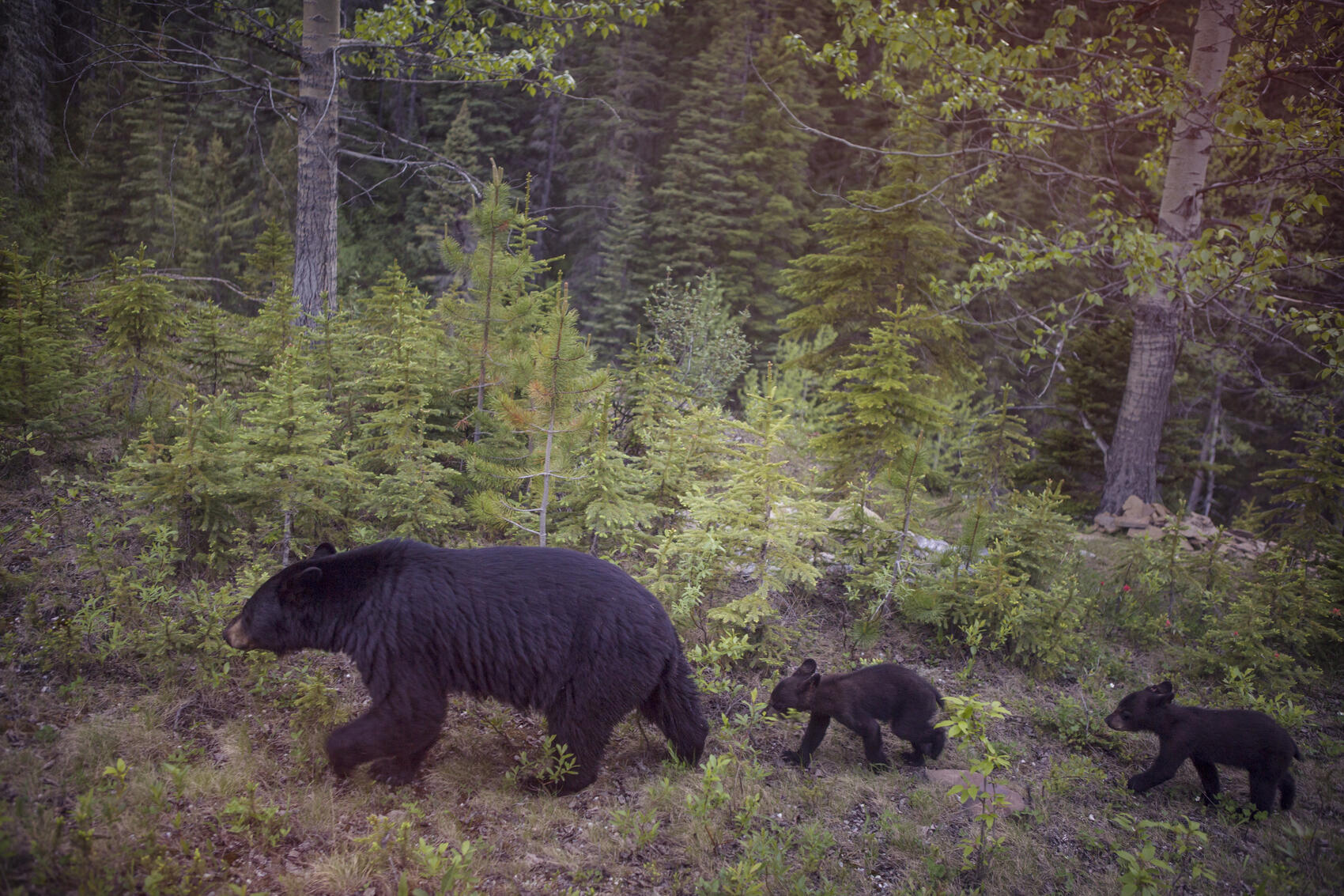 Three black bears at Jasper National Park in Canada