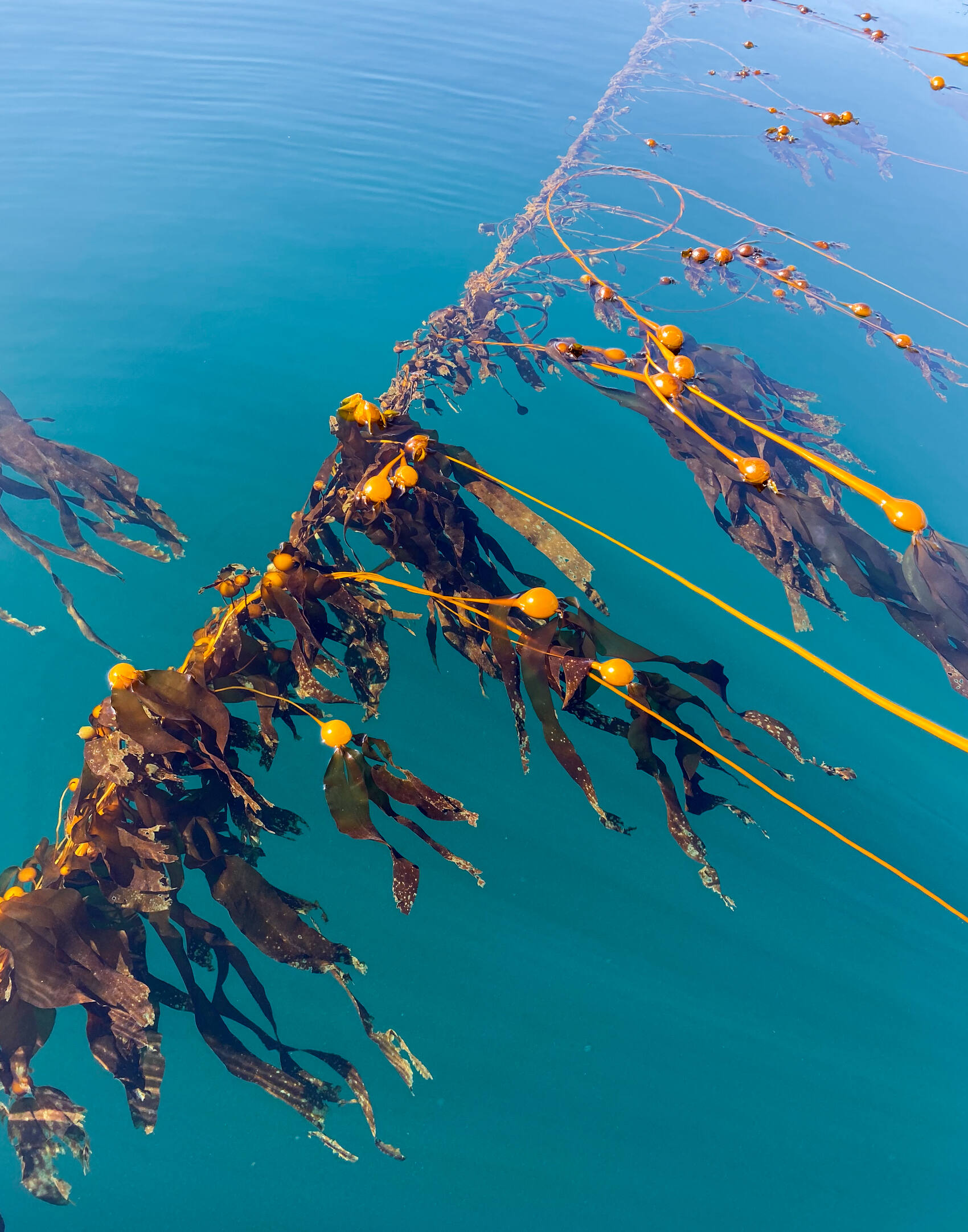 A strand of kelp floating in the sea off British Columbia in Canada