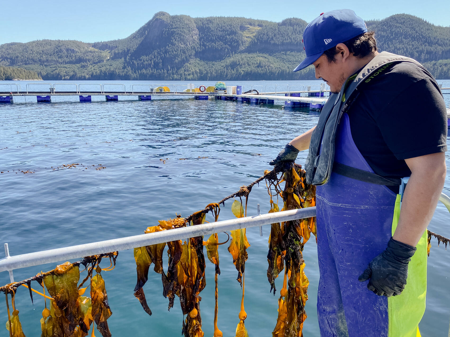 A man inspecting kelp in the waters of the Pacific, British Columbia