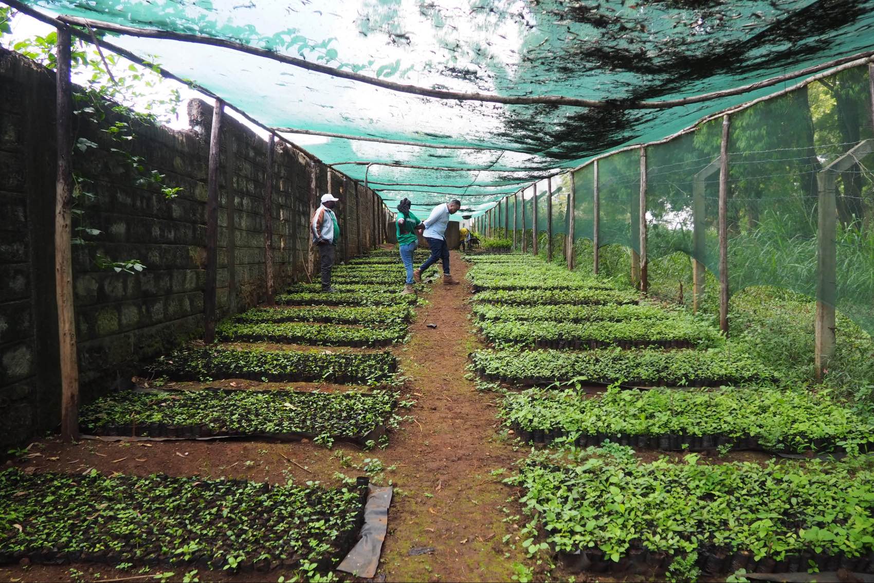 Trees growing at the Trees for Kenya project near Mount Kenya in Kenya