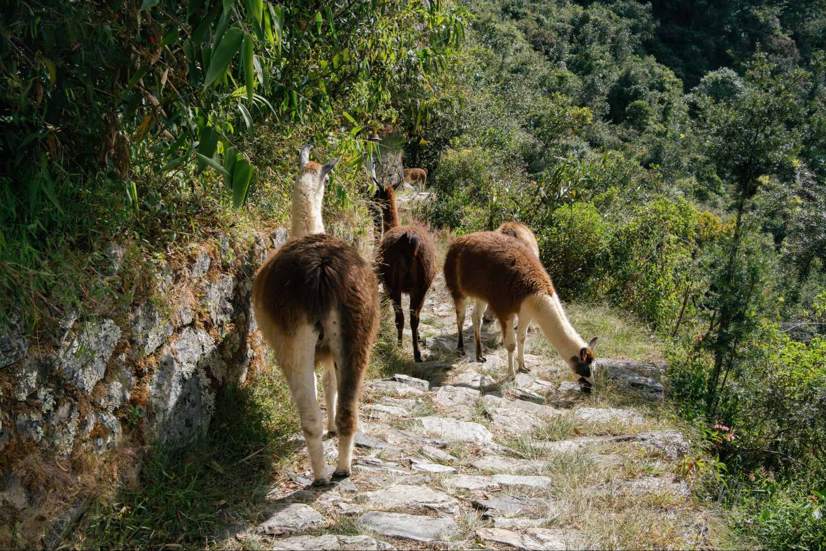 A group of llamas on the Inca Trail near Machu Picchu, Peru