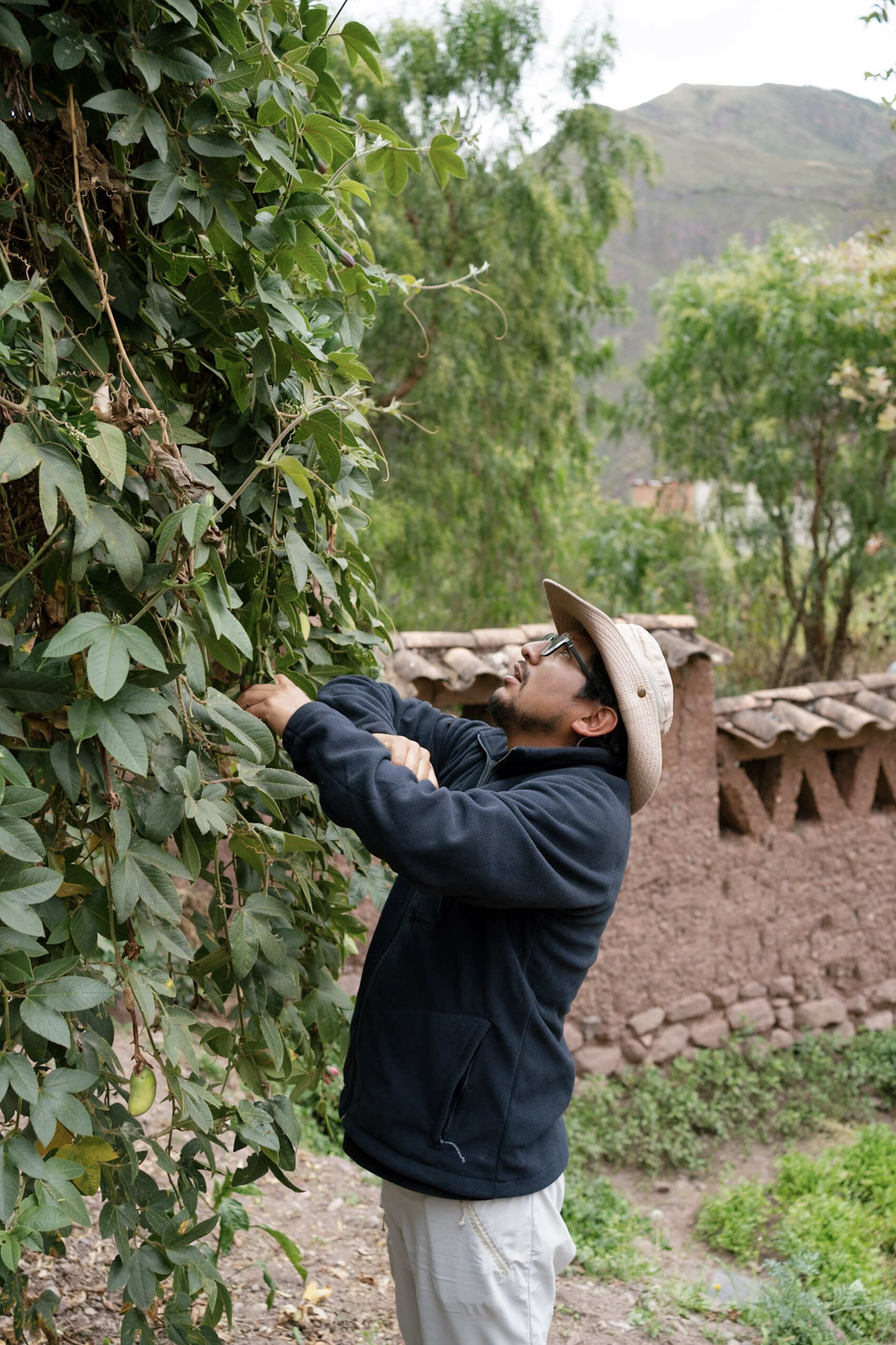 CEO Yussep picking ‘tumbo’ or banana passionfruit