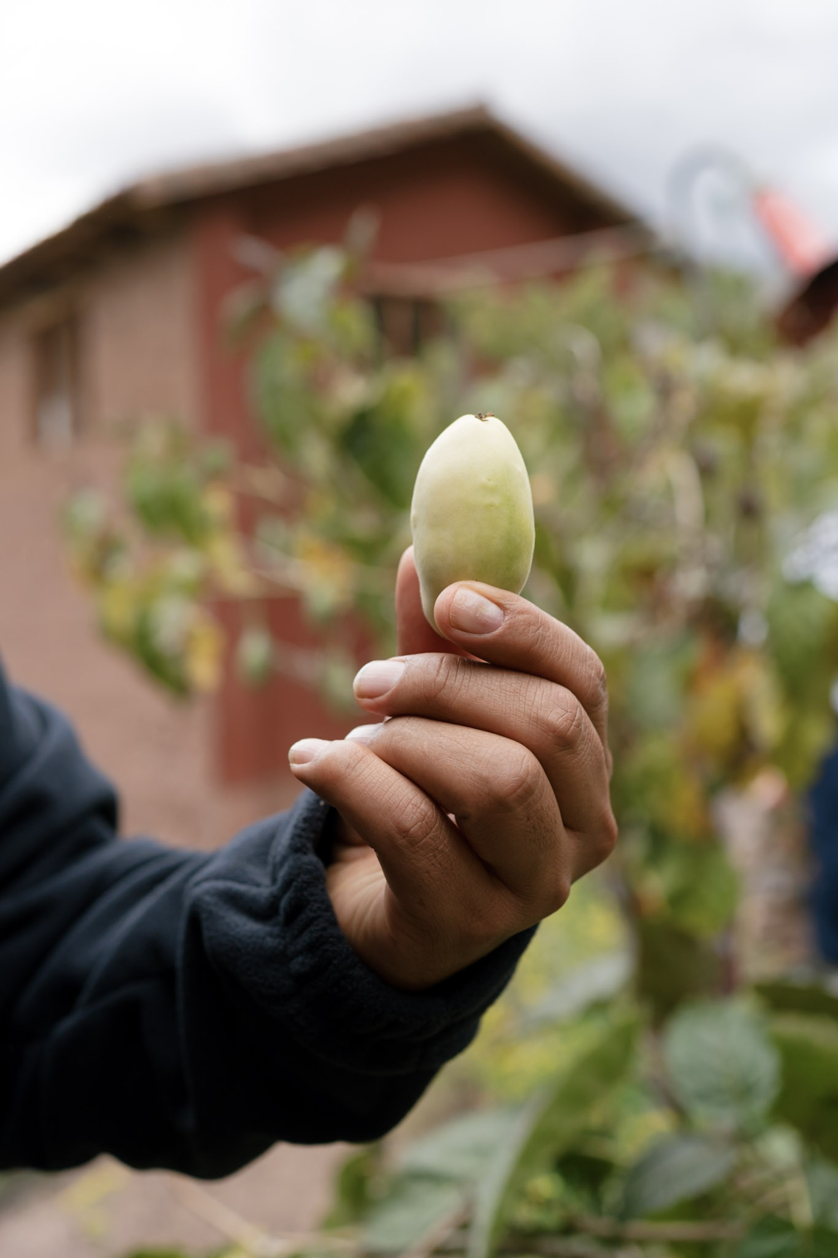 Someone holding a banana passionfruit in Peru