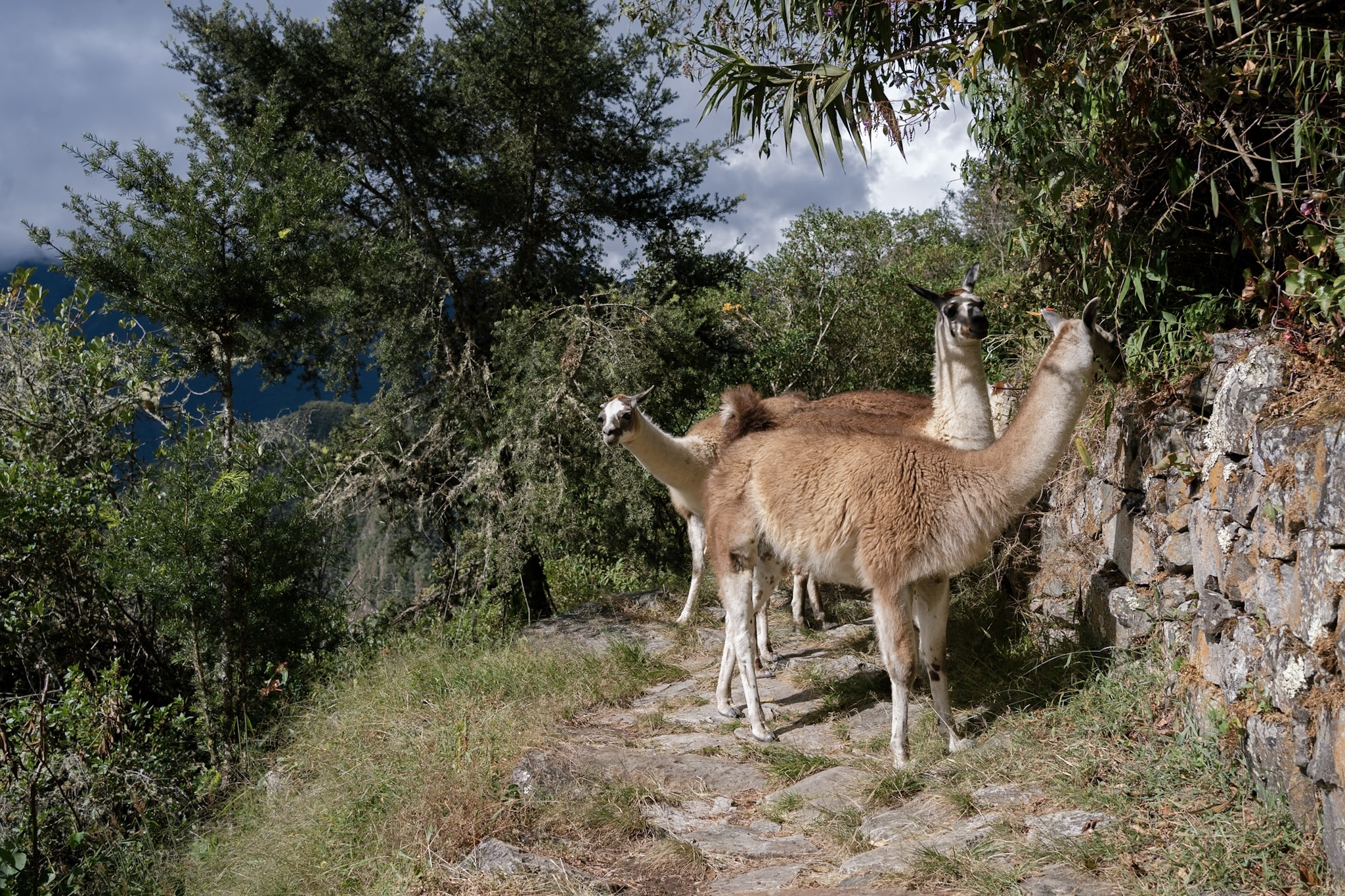 A group of llamas in Machu Picchu, Peru
