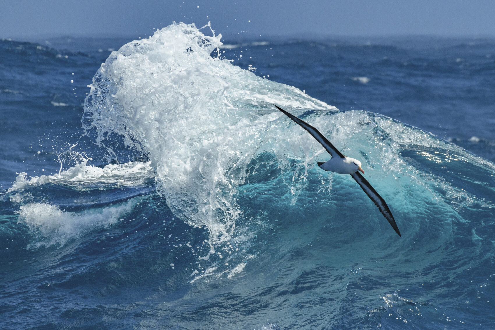 An albatross soaring across the notorious Drake Passage