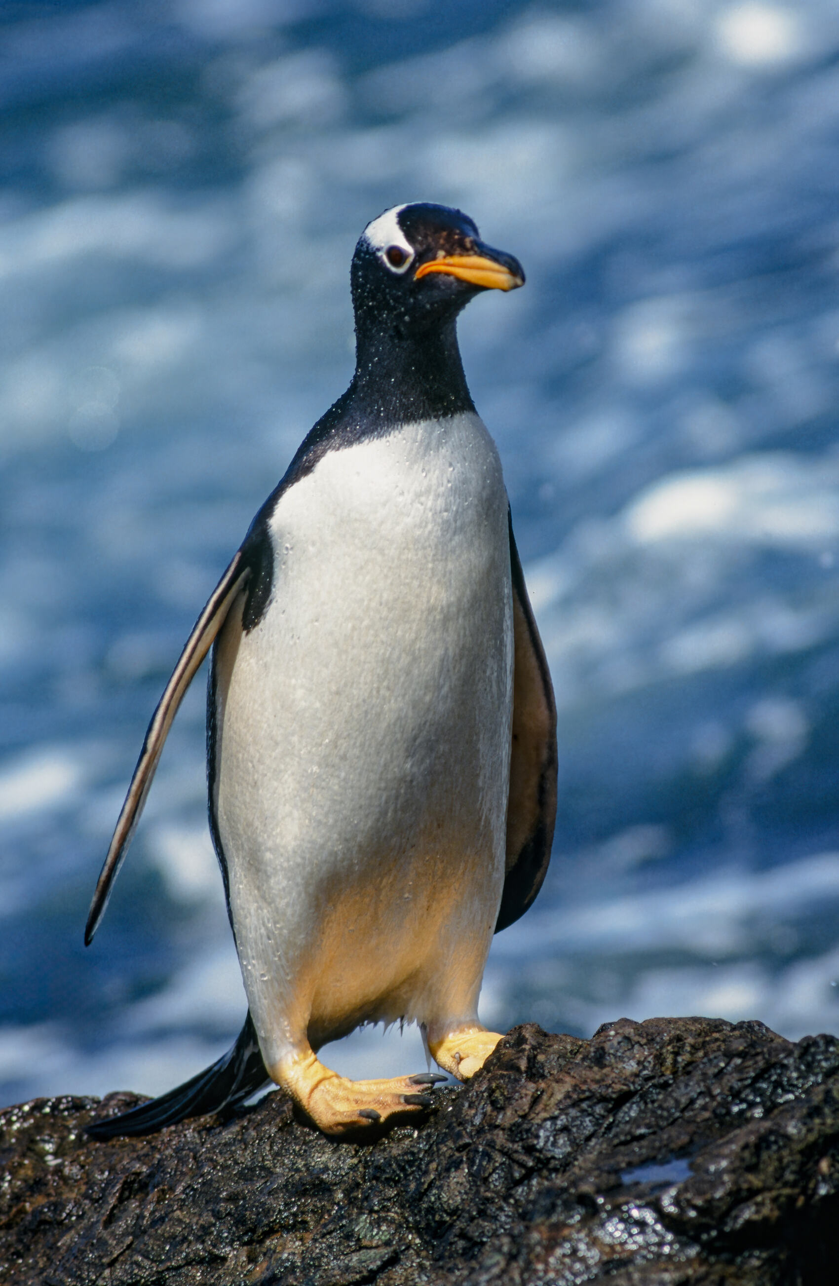 A gentoo penguin pictured in the Falkland Islands off South America
