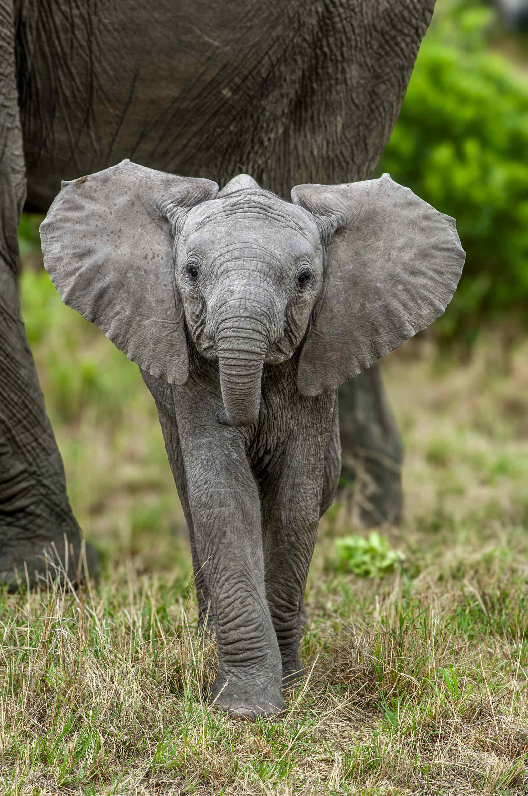 A baby African elephant posing for a picture &mdash; GomezDavid