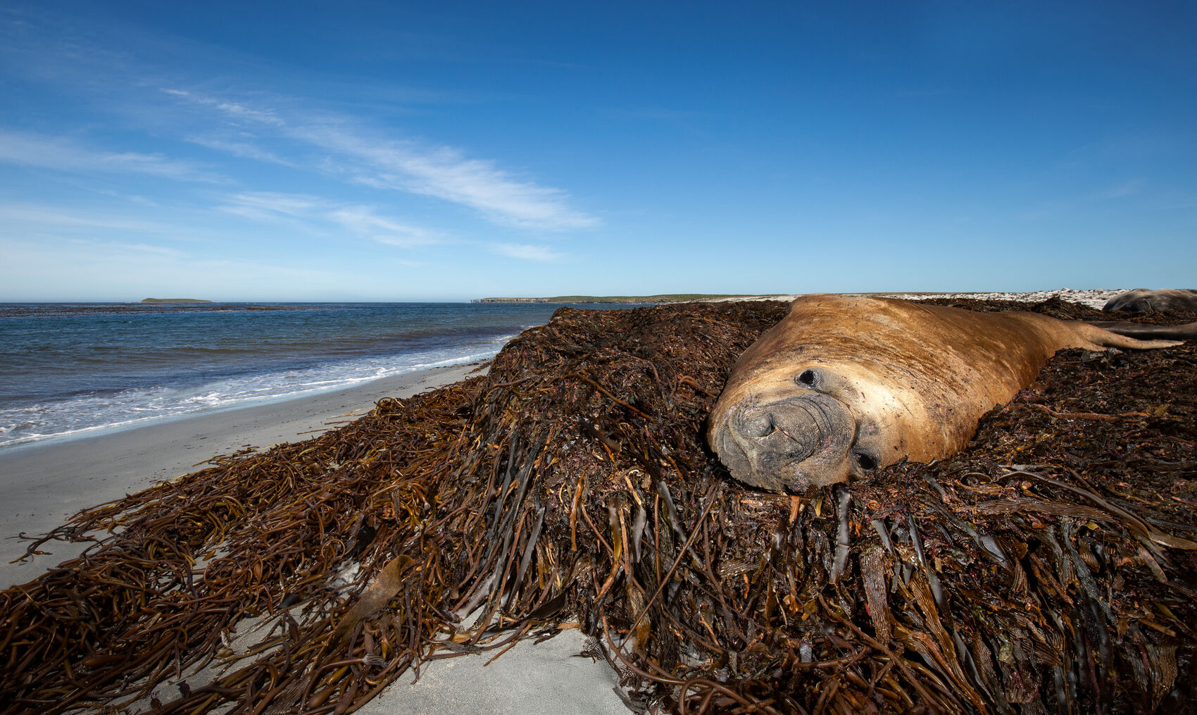 A large elephant seal basking in the sun in the Falkland Islands off South America