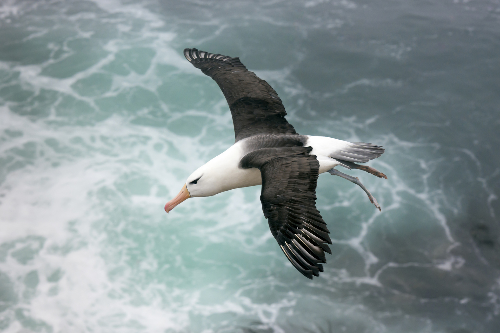 A mighty black-browed albatross soaring through the air in the Falkland Islands off South America