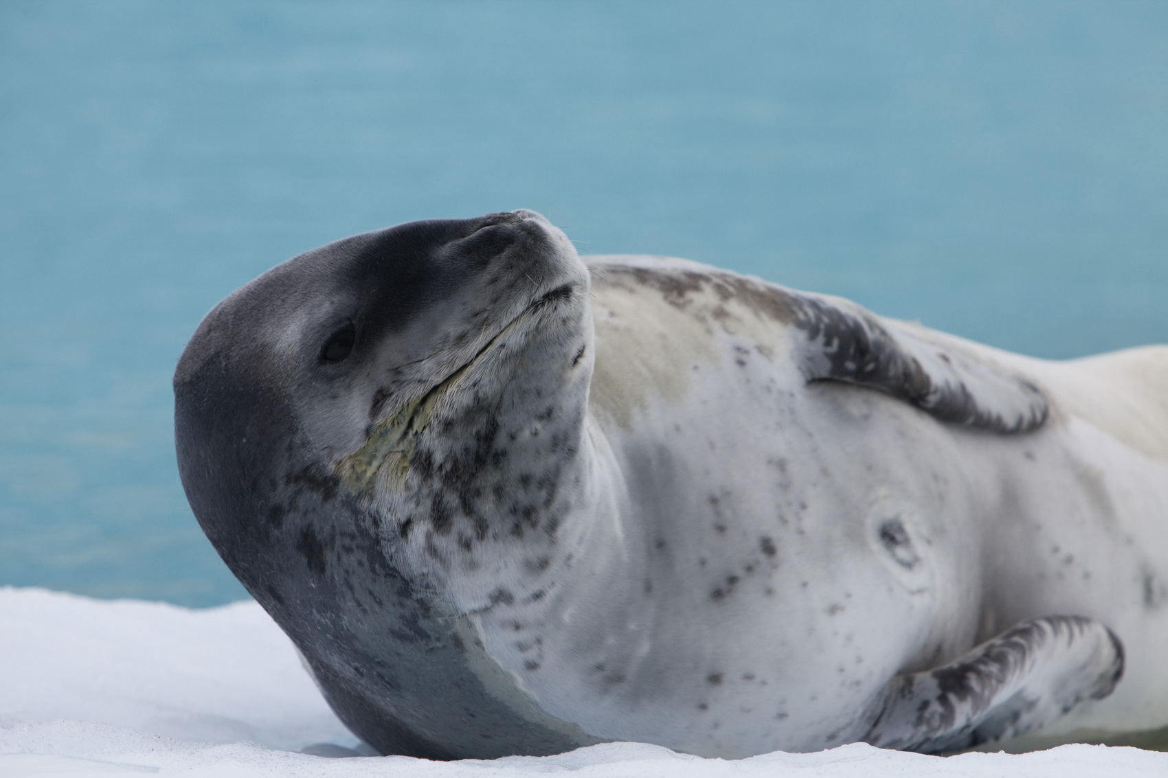 A leopard seal on the ice flow in the Antarctic