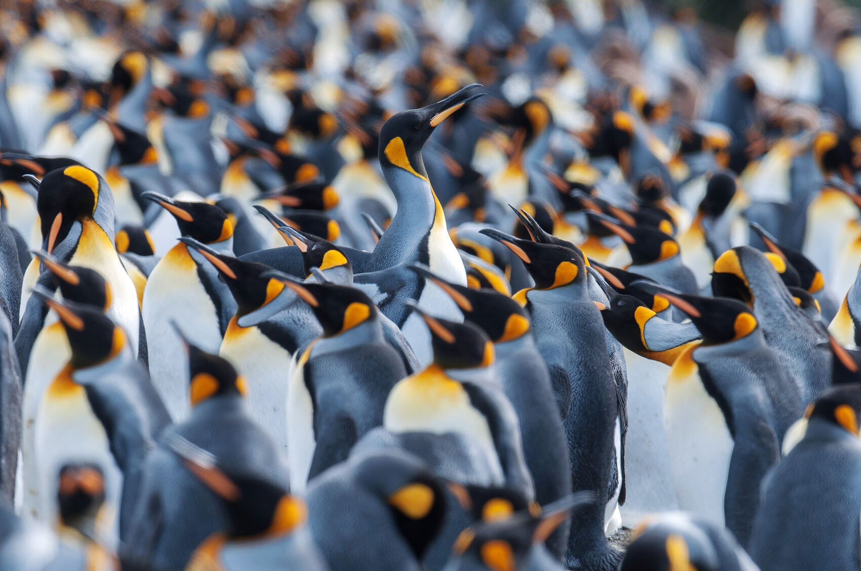 A group of emperor penguins in the Antarctic
