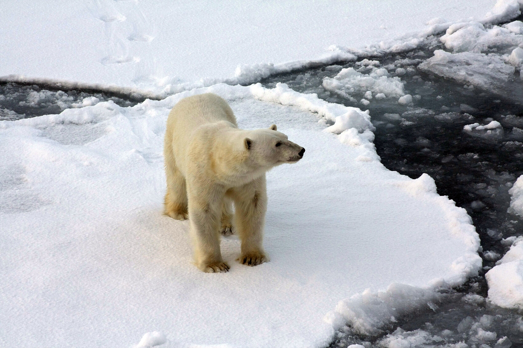 A polar bear on the ice flow in the Arctic