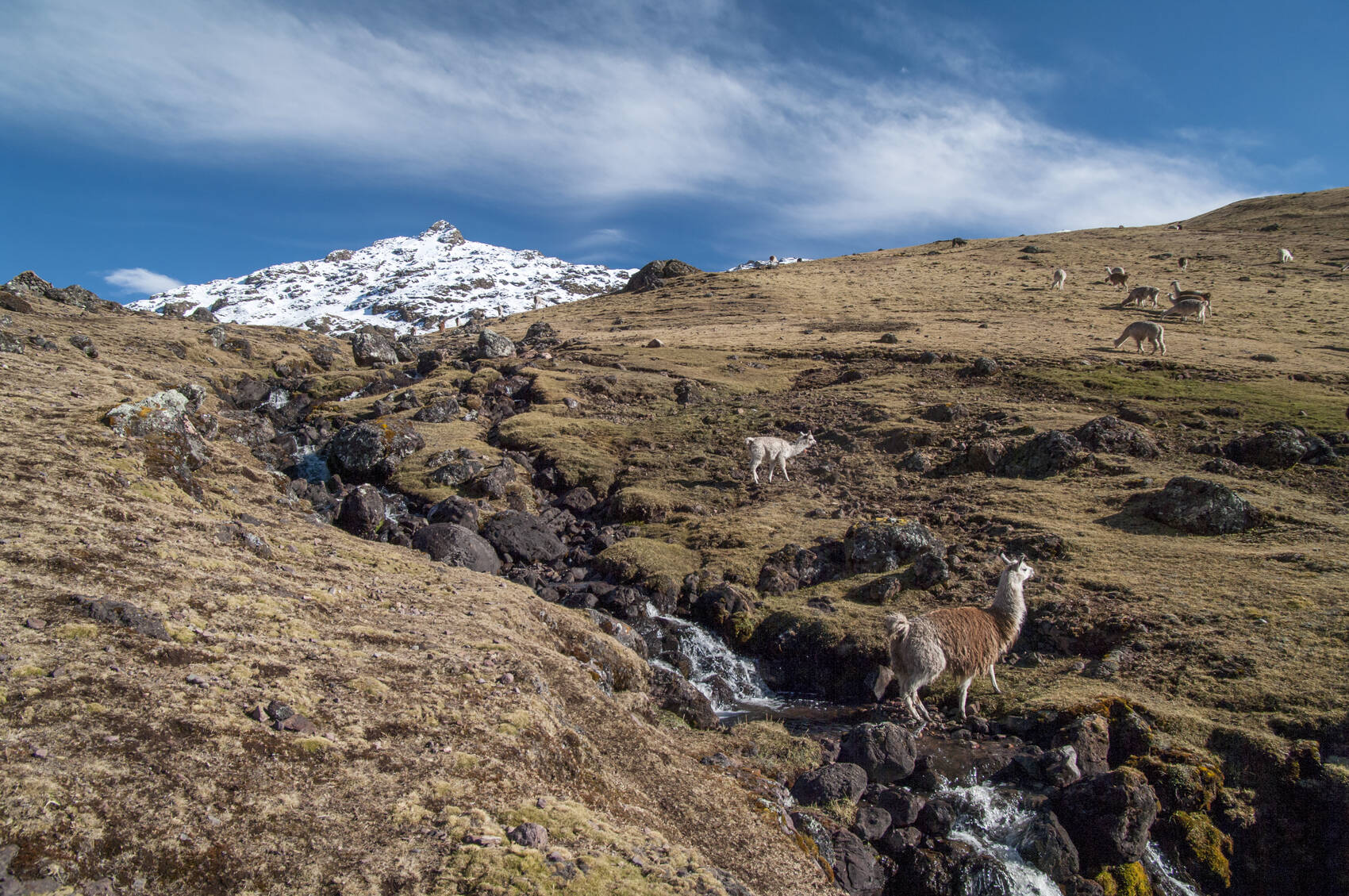 A group of llamas on the Lares Trek in Peru