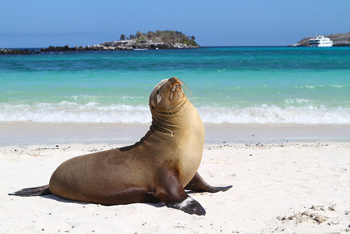 all sea lions have external ear flaps and can walk on all four flippers