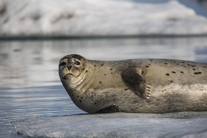 harbour seals like their personal space from humans and each other