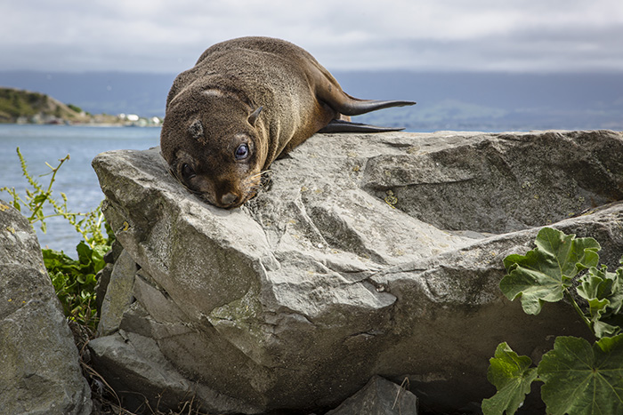 this looks to be a New Zealand sea lion pup but it can often be hard to tell