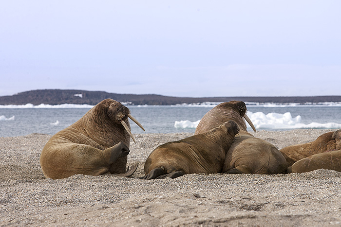 tusks are not that practical and tend to be more of a status symbol