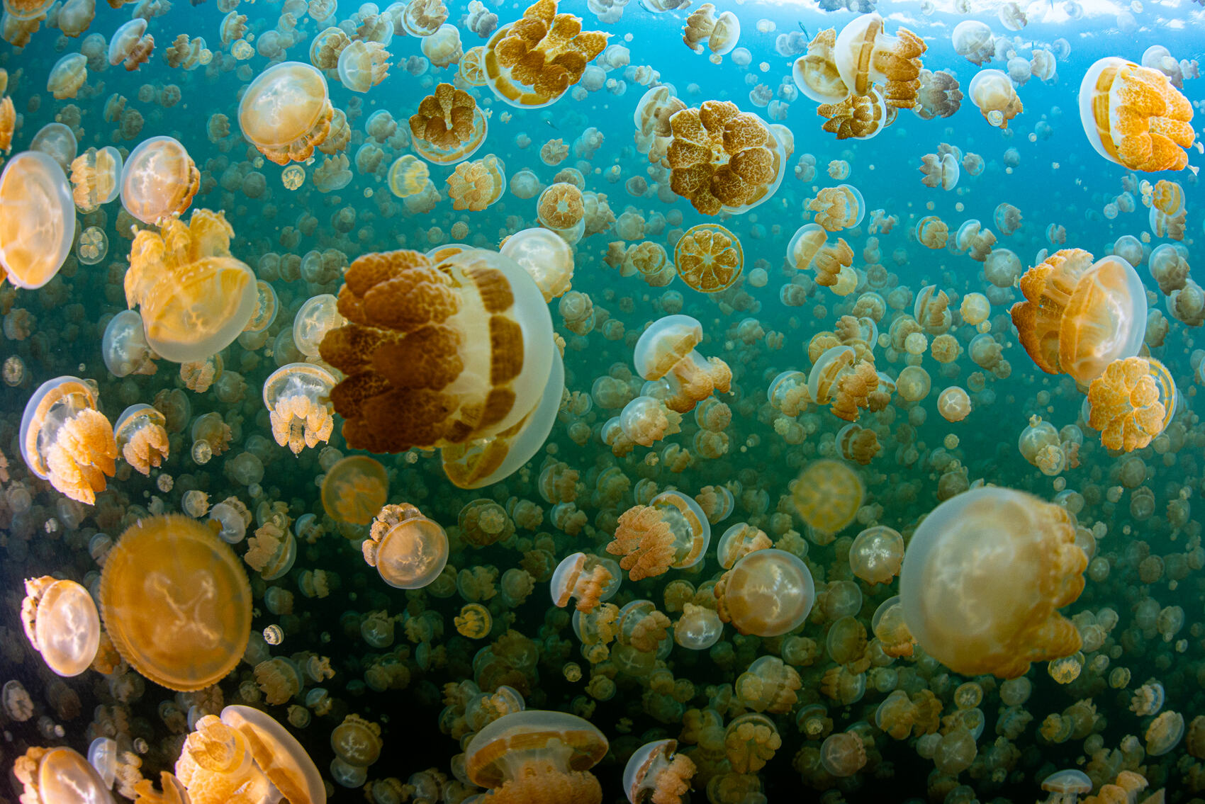 Golden jellyfish swimming in Jellyfish Lake in Palau